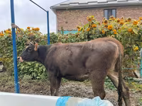 بقرة, Swiss cattle — الصورة 4