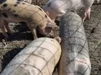 Cinghiale, Maiali — foto 1