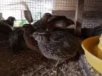 Quails — تصویر 8