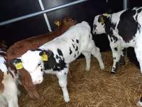 ثور, Simmental cattle — الصورة 2
