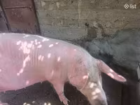 مادہ سؤر, سور — تصویر 2