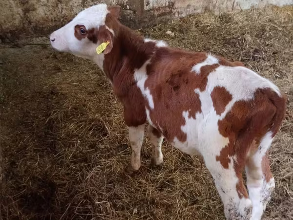 ወንድ በሬ, Simmental cattle