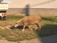 قوچ, Ile-de-France sheep — عکس 2
