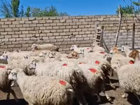 암양, 양 — 사진 4