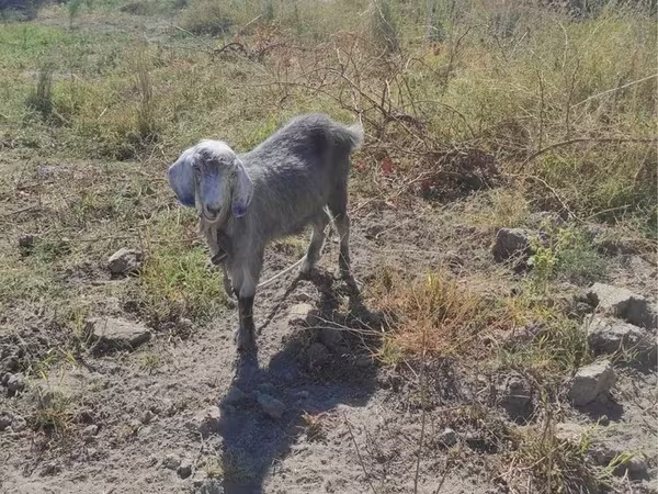 بز ماده, بز