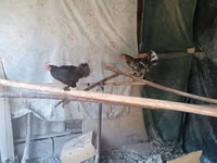 Bantam — foto 2