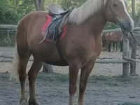 Jument, Haflinger — photo 1