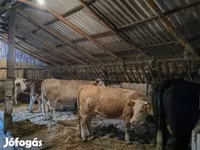 Vacă, Simmental cattle — foto 1