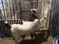 Billy Goat, Goats — photo 1