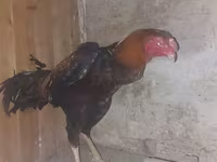 Chickens — ảnh 1