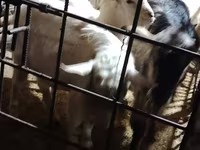 Koza, Alpine goat — zdjęcie 2