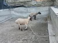 Bélier, Moutons — photo 2