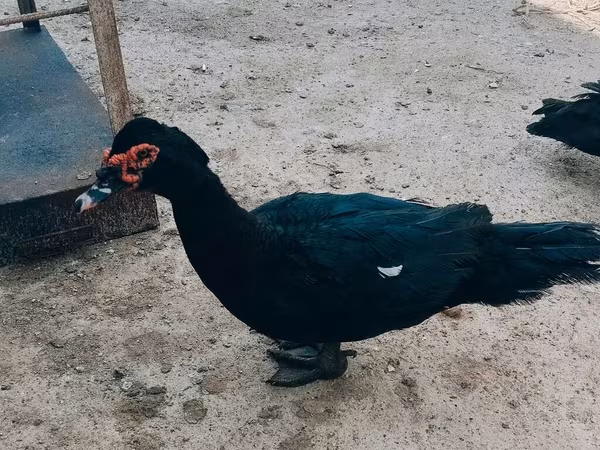 Ducks