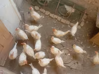 Chickens — fotografija 3