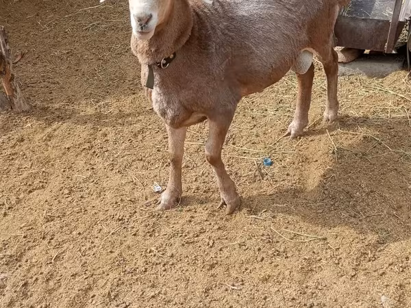 قوچ, Katum sheep