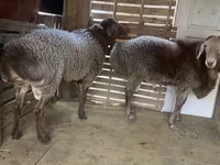 قوچ, Hissar sheep — عکس 2