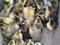 Ducks — 写真 3