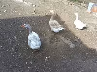 Geese — 照片 1