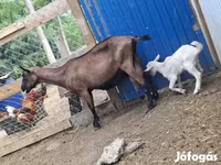 عنزة, الماعز — الصورة 4