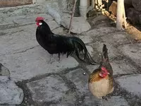 Chickens — sawirka 3