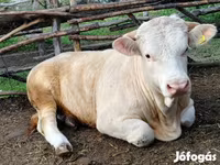 Dibi, Simmental cattle — sawirka 8