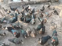 Ducks — عکس 1