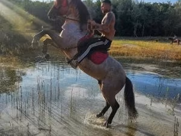 Horse (M), Hungarian horse breed — Hungary