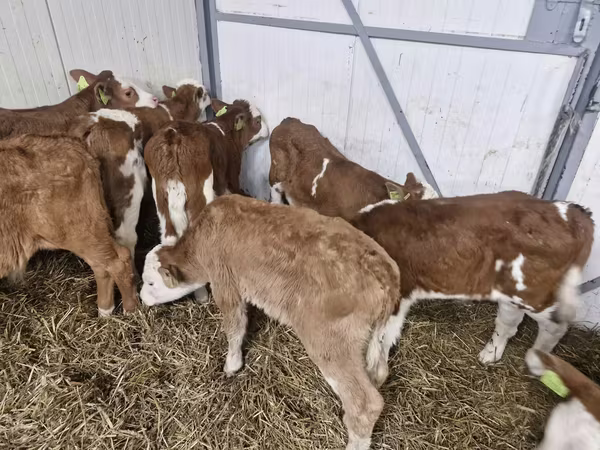 Bovinos (lote, sexo não especificado), Simmental cattle