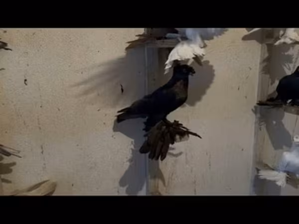 Ducks