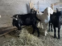 Taka, Beetal goats — 2-rasm