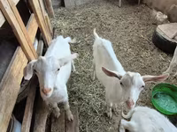 ፍየል, Saanen goat — ፎቶ 3