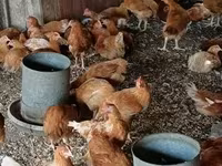 Chickens — foto 4