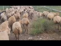 میش, گوسفند — عکس 7