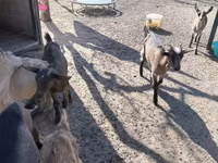 ወንድ ፍየል, Goats — ፎቶ 1