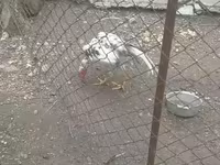 Chickens — 7-rasm