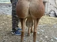 숫양, Rhon sheep — 사진 3