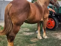 ม้าตัวเมีย, Hungarian horse breed — รูปภาพ 5