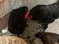 Chickens — foto 2
