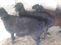 Kambing betina, Sheep — foto 5