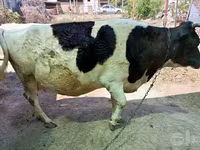 Mucca, Razza Holstein — foto 1