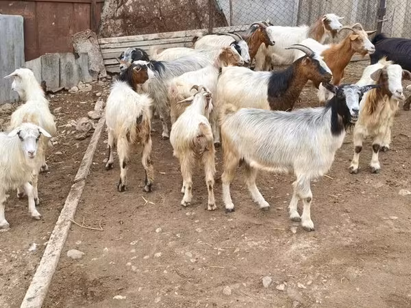 Capră, Damask goat