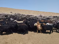 قوچ, گوسفند — عکس 1