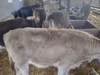 Bulle, Swiss cattle — Foto 1