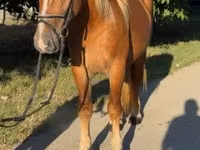 Koń, Haflinger — zdjęcie 2