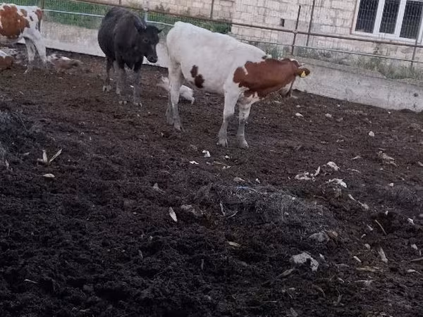 Krowa, Bydło