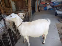 Dê cái, Dê — ảnh 8