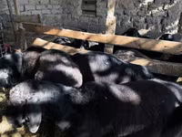 የጎትት አውራ በግ, Sheep — ፎቶ 6