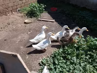 Deutscher Pekin — Foto 2
