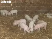Babi betina, Вьетнамская вислобрюхая — foto 1