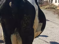 ላም, Holstein breed — ፎቶ 2